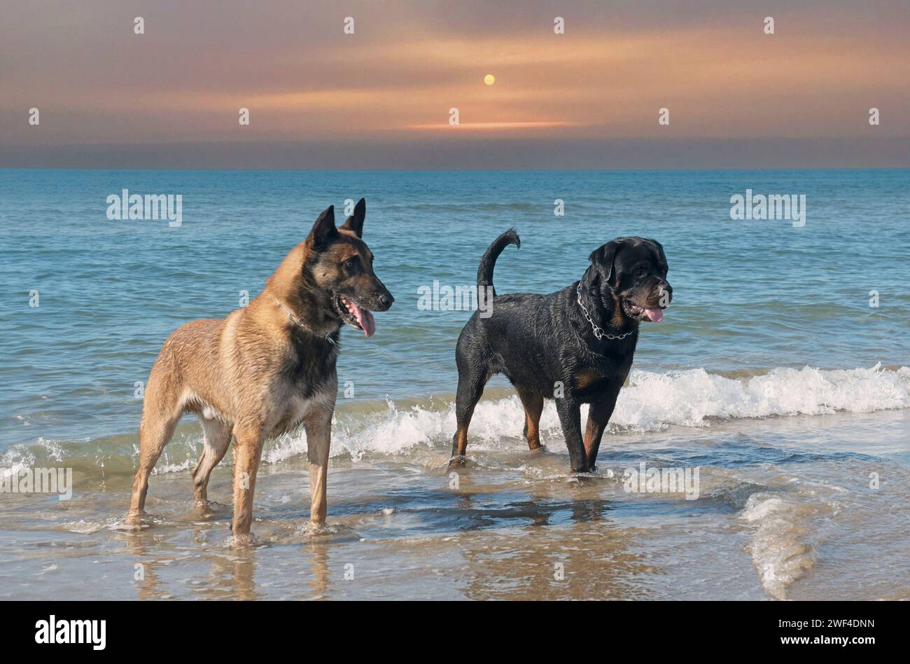 giovane rottweiler e malinois sulla spiaggia Foto Stock