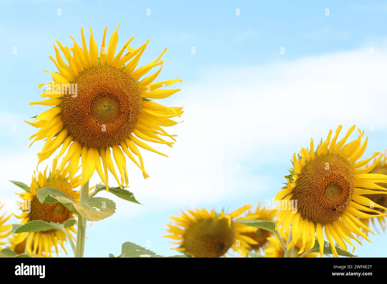 Girasoli sono in fiore e luce dal sole in una giornata limpida e hanno spazio di copia. Foto Stock