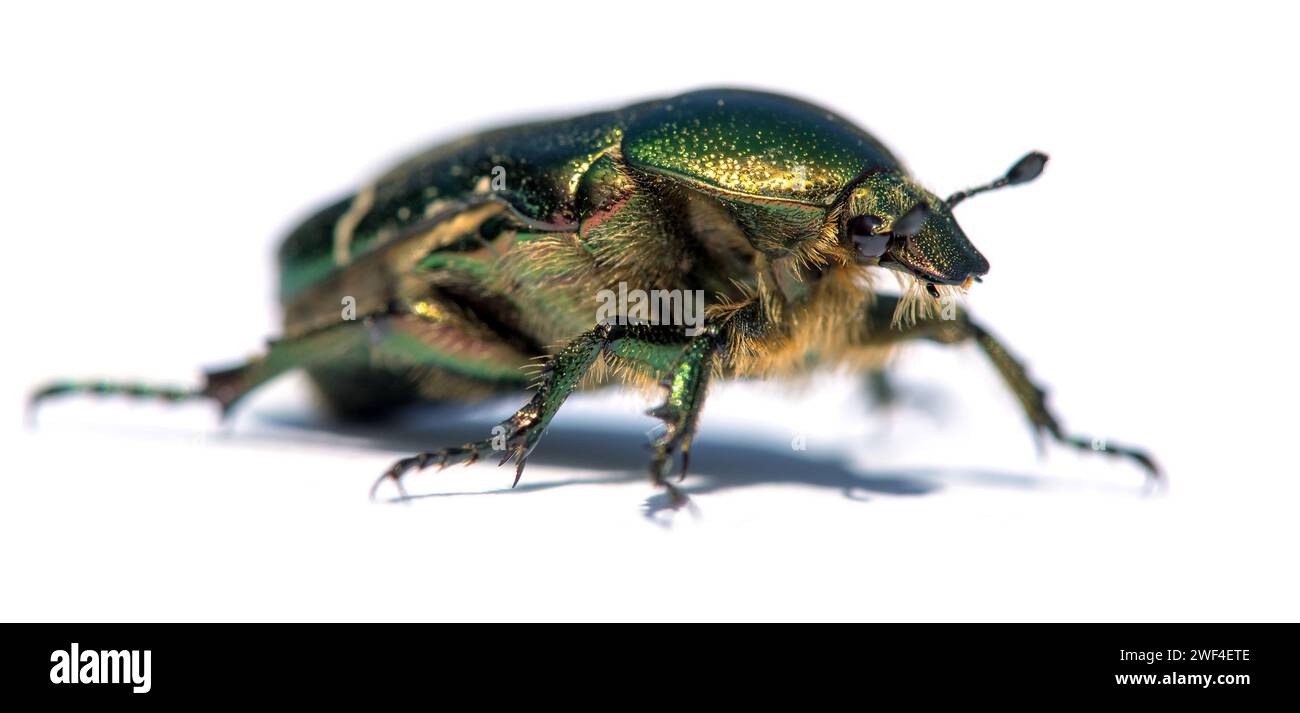 Green Rose Chafer, in latino Cetonia Aurata, isolato su sfondo bianco Foto Stock