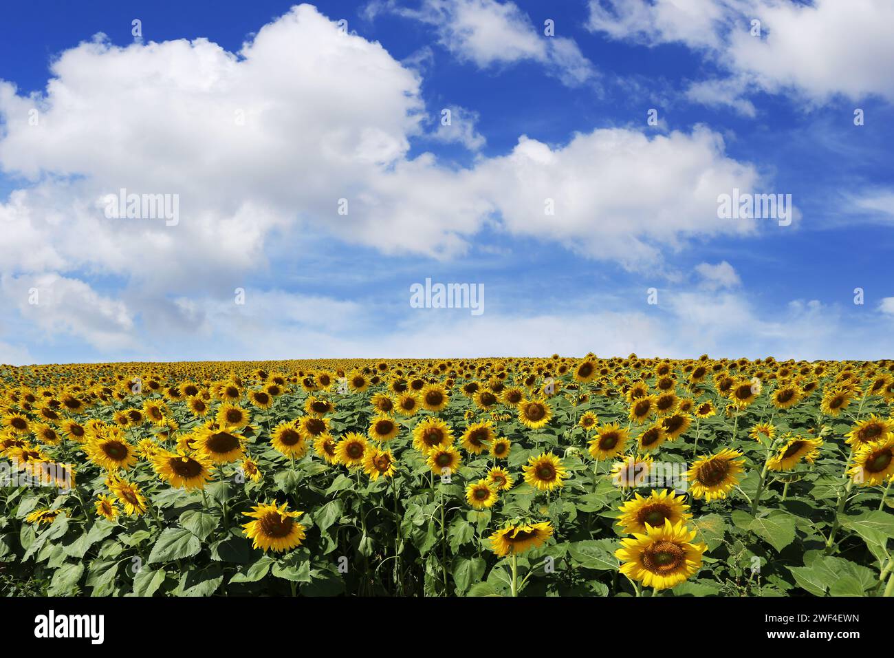 Girasoli sono in fiore e luce dal sole in una giornata limpida e hanno spazio di copia. Foto Stock