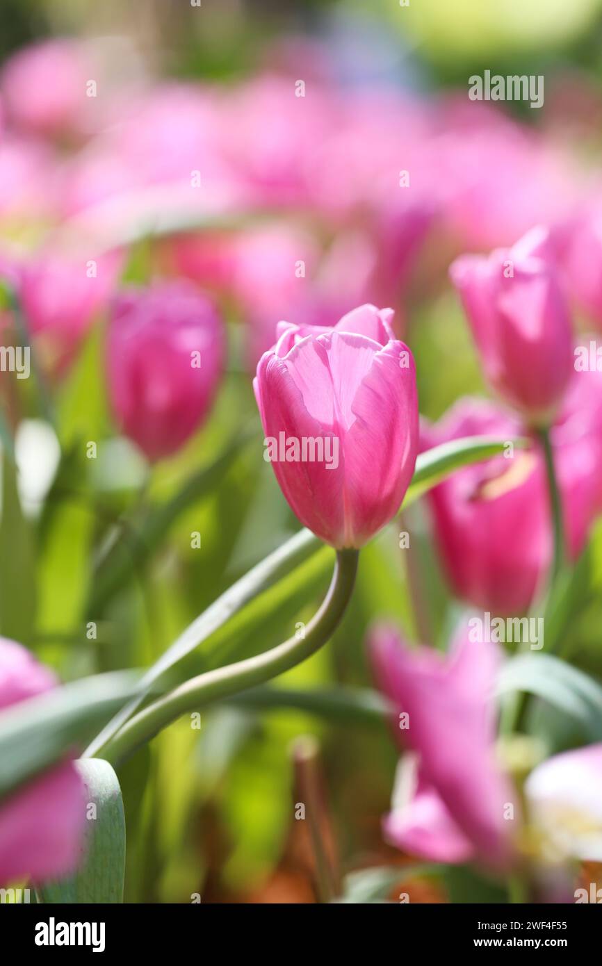 Tulipani rosa e luce del sole al mattino di un giardino di fiori d'inverno per il design nel vostro concetto di lavoro e natura. Foto Stock