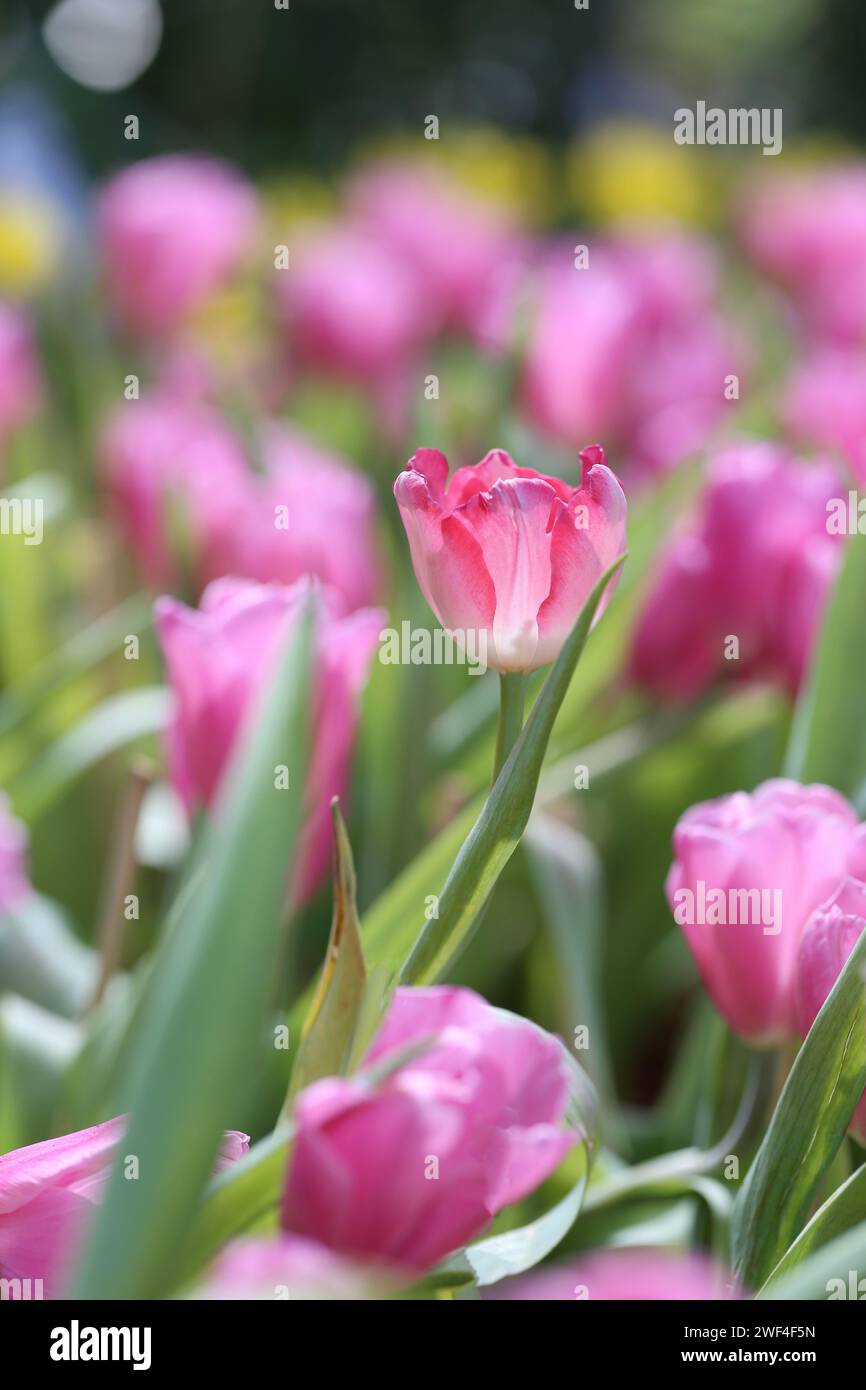Tulipani rosa e luce del sole al mattino di un giardino di fiori d'inverno per il design nel vostro concetto di lavoro e natura. Foto Stock