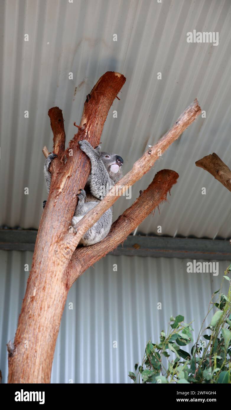 Un Koala sveglio, Australia Foto Stock