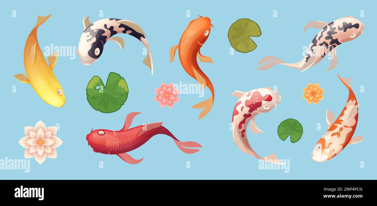 Pesce Koi. Esotico animale da nuoto pesci asiatici Visualizza le illustrazioni esatte dei modelli vettoriali Illustrazione Vettoriale