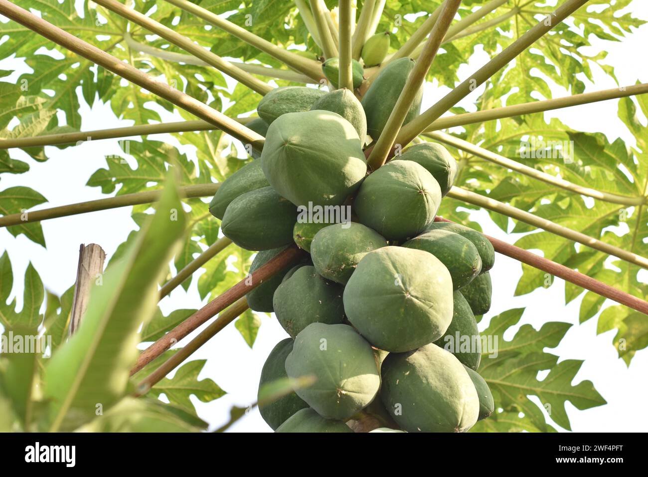 Frutta biologica di Papaya verde su albero di papaya in giardino papaya frutti su albero foto di stock Foto Stock