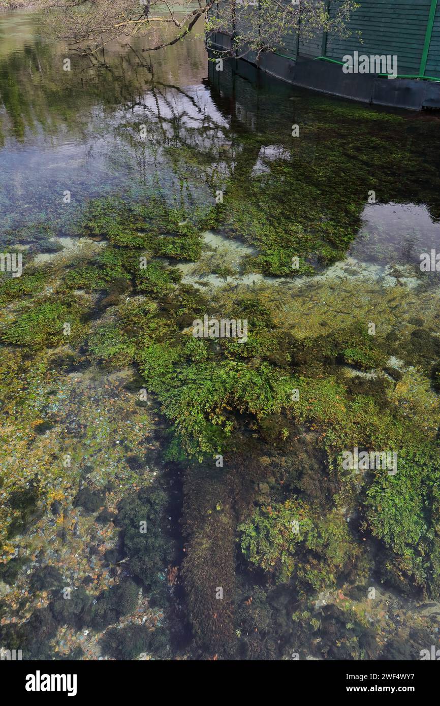 278 acque cristalline delle sorgenti di Saint Naum che scorrono dal lago Prespa via sotterranea fino al lago di Ocrida, monastero di Saint Naum-Macedonia del Nord. Foto Stock