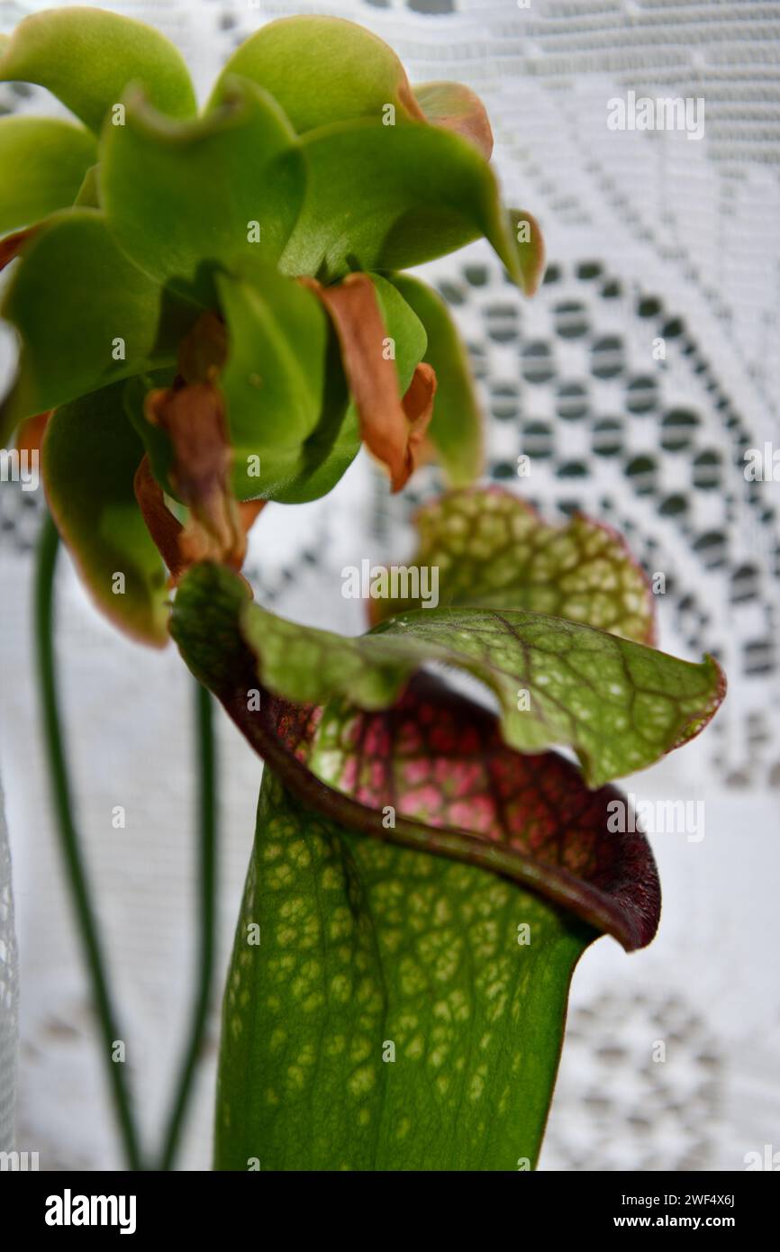 Trumpet Pitcher (Sarracenias) e Flower in primo piano Foto Stock
