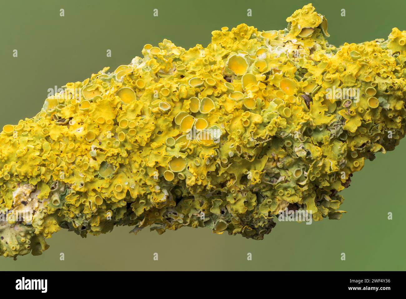 Primo piano della Xanthoria parientina lichen, che cresce sul ramo di arbusti, Norfolk, Regno Unito Foto Stock