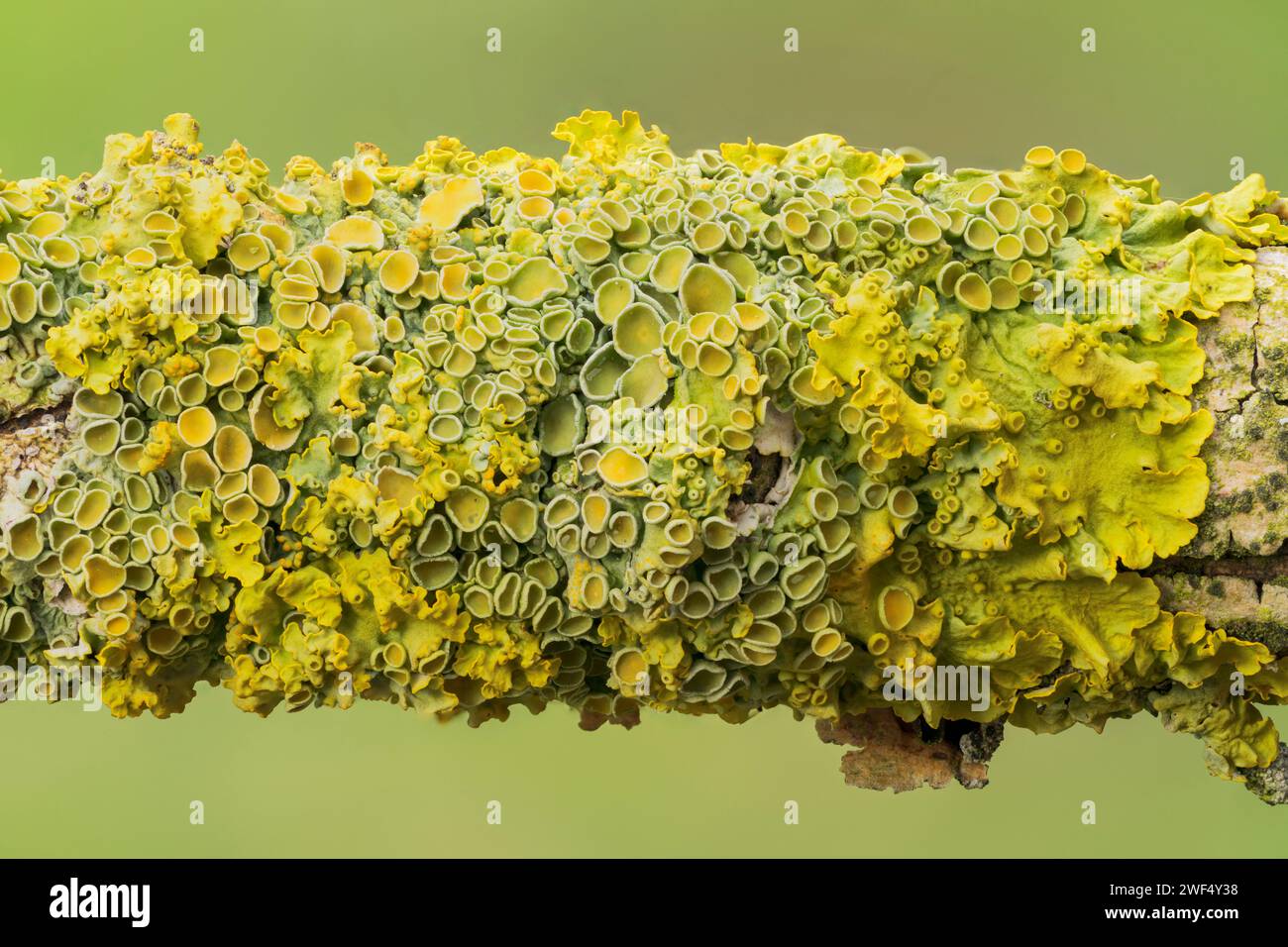 Primo piano della Xanthoria parientina lichen, che cresce sul ramo di arbusti, Norfolk, Regno Unito Foto Stock