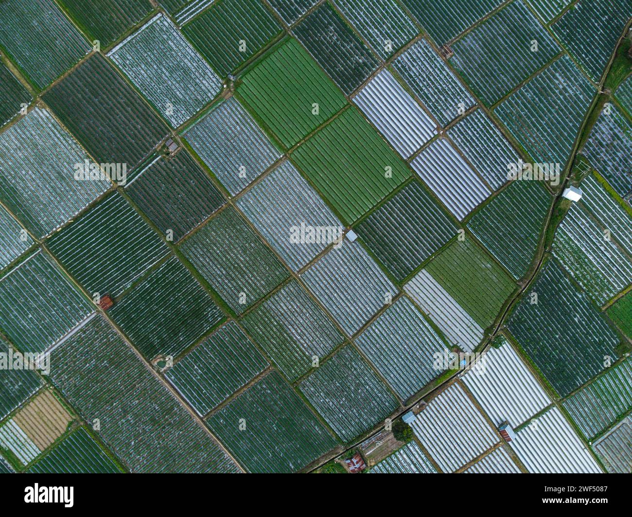 Vista aerea delle aziende agricole di ortaggi in Indonesia Foto Stock
