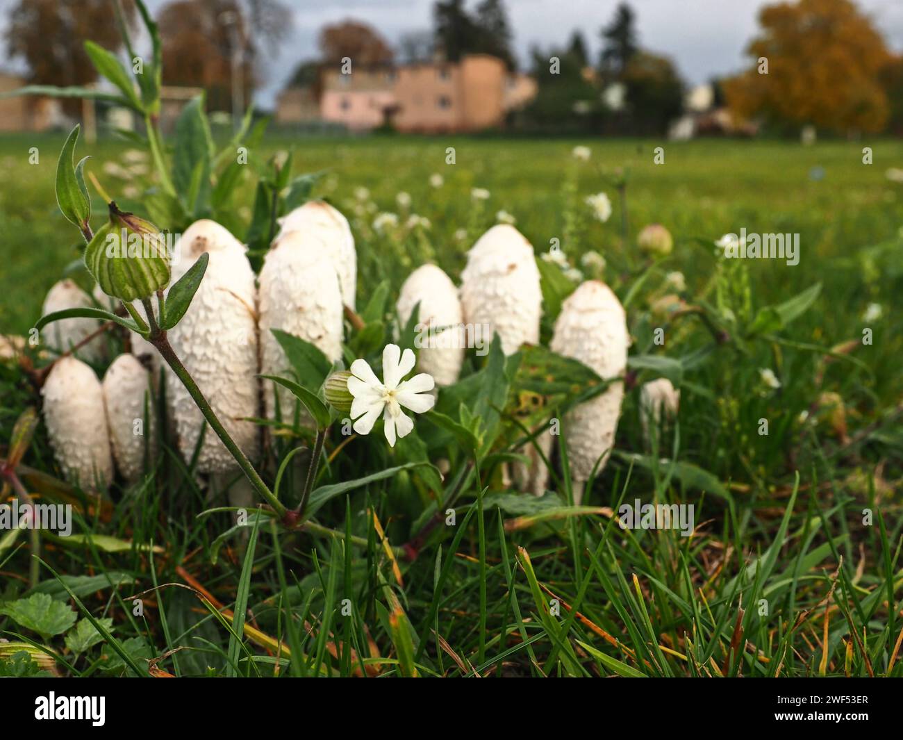 Funghi bianchi e un fiore bianco (campion bianco o Silene latifolia) in un prato Foto Stock