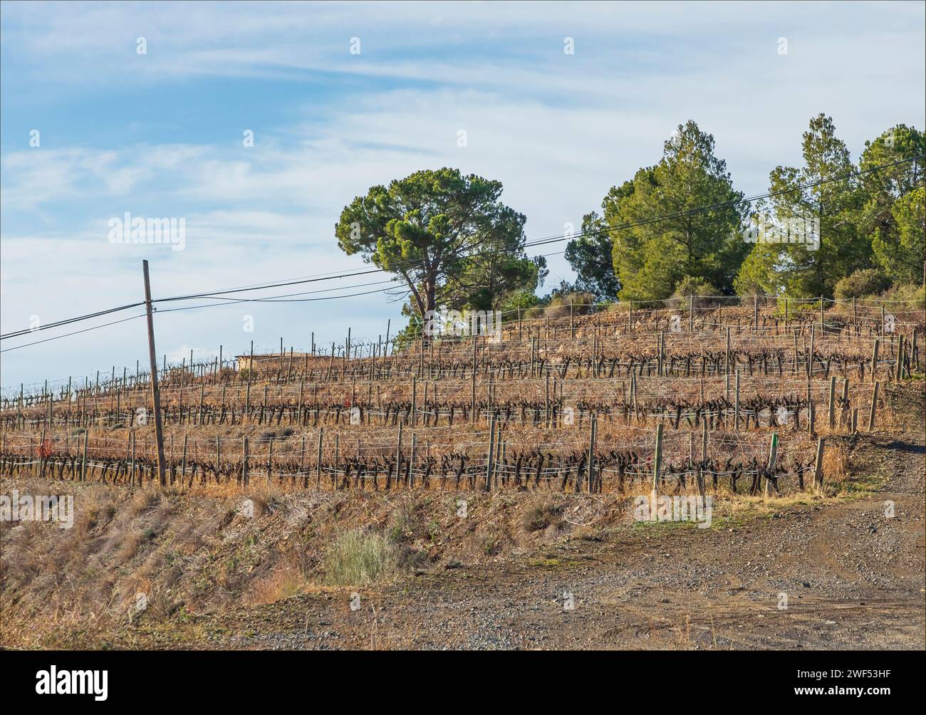 I vigneti collinari della regione di Priorat in Spagna in inverno, quando non vi è fogliame sulle viti Foto Stock