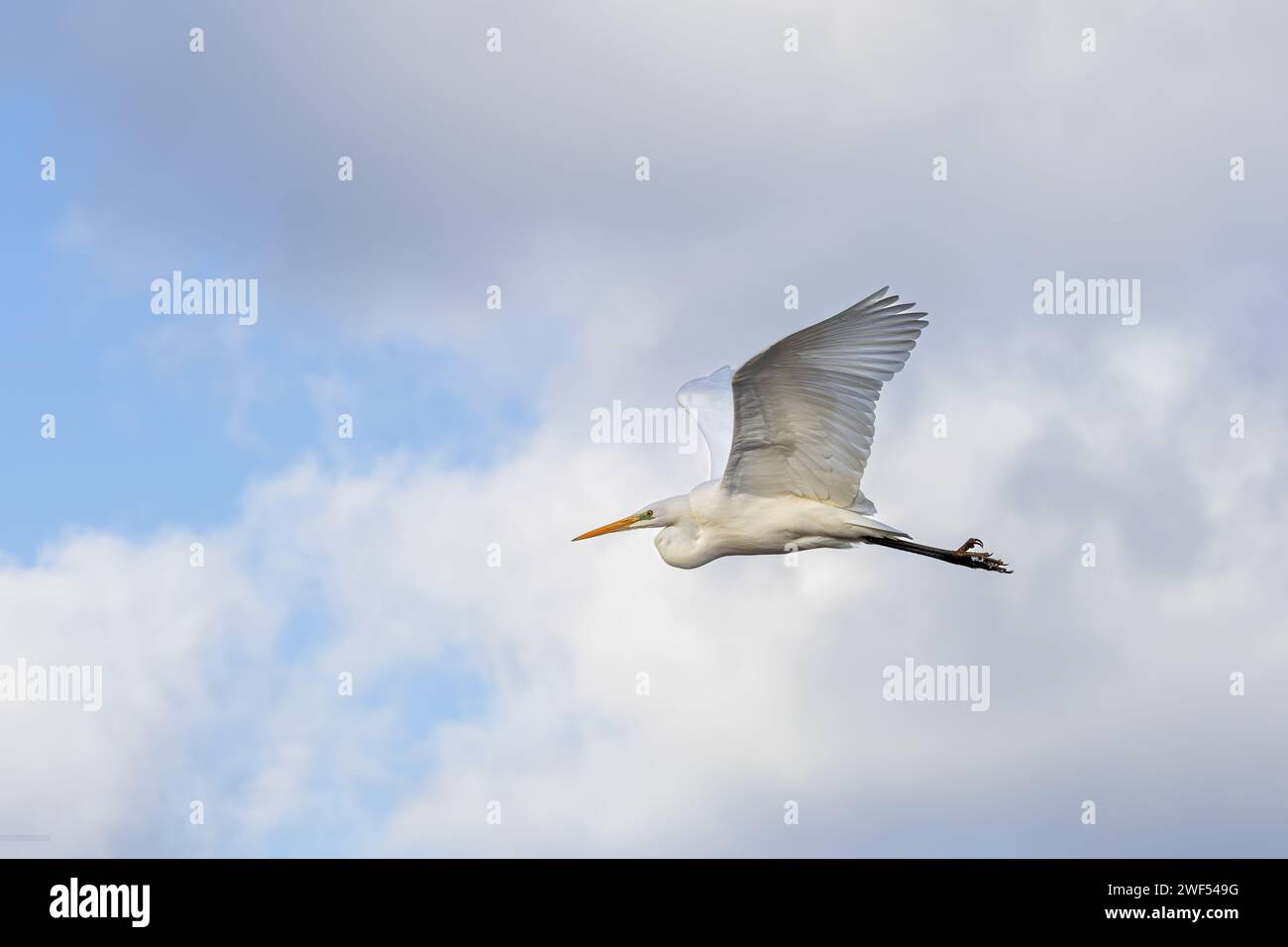 Primo piano di una grande egretta, Ardea alba, con corpo allungato e battito alare verso l'alto che galleggia da destra a sinistra sullo sfondo con un bel blu Foto Stock