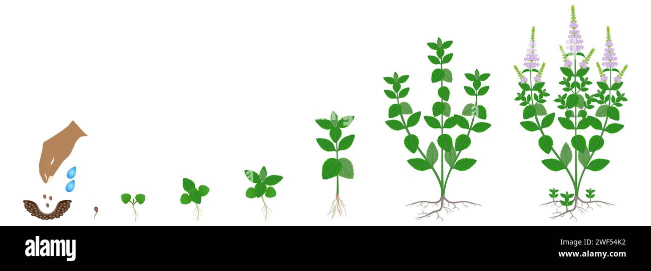 Ciclo di crescita della pianta di menta piperita isolata su sfondo bianco. Illustrazione Vettoriale