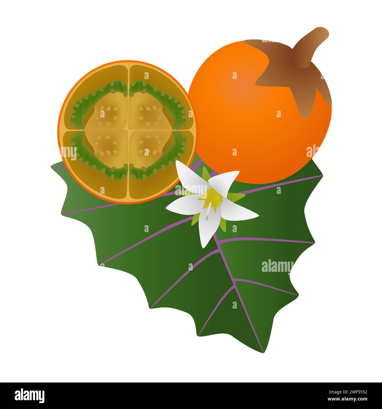 Frutto esotico di naranjilla su una foglia con un fiore su sfondo bianco. Illustrazione Vettoriale