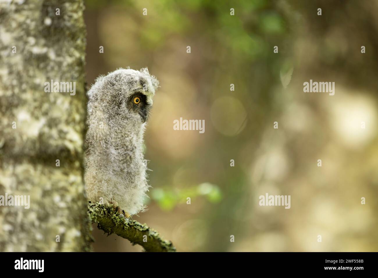 Soffice gufo dalle orecchie lunghe (asio otus) seduto sul ramo della betulla. Uccelli in habitat naturale, repubblica ceca Foto Stock