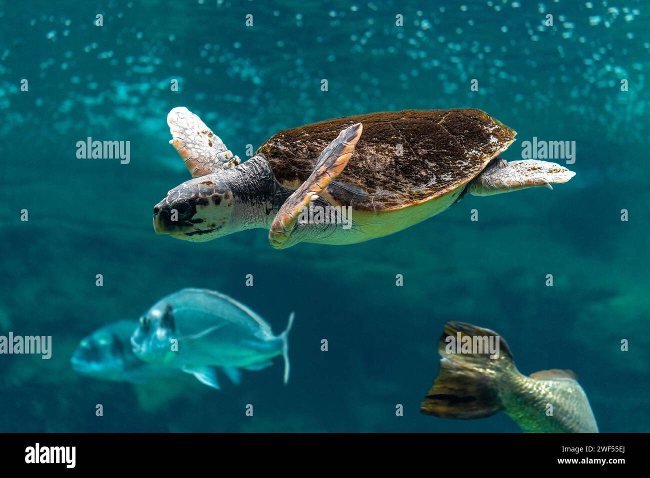 Vista delle tartarughe marine che nuotano nell'acquario marino. Foto Stock