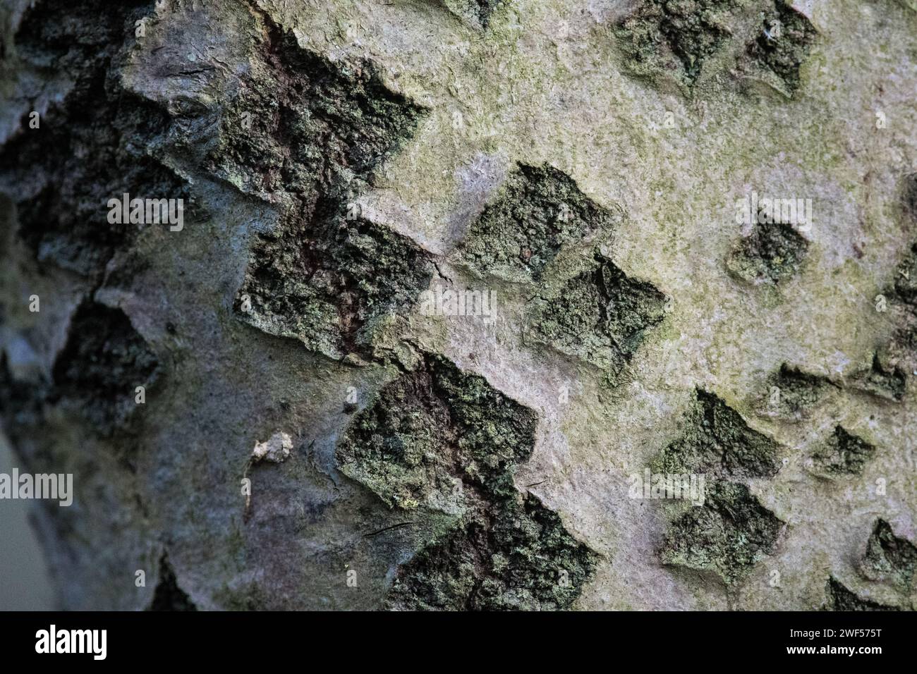 Primo piano della trama a diamante della corteccia di pioppo bianco Foto Stock