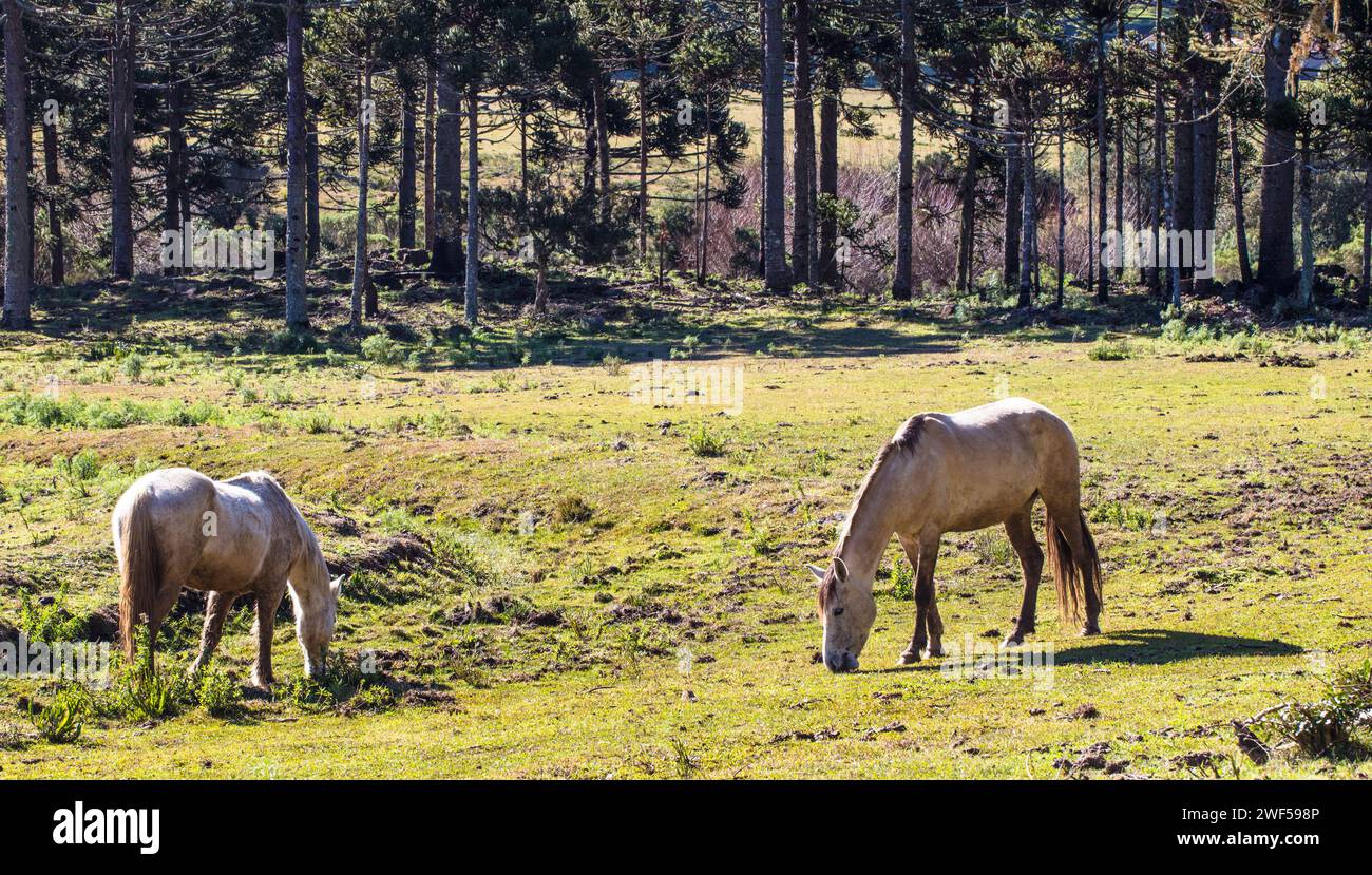 Due cavalli in piedi fianco a fianco su un prato verde Foto Stock