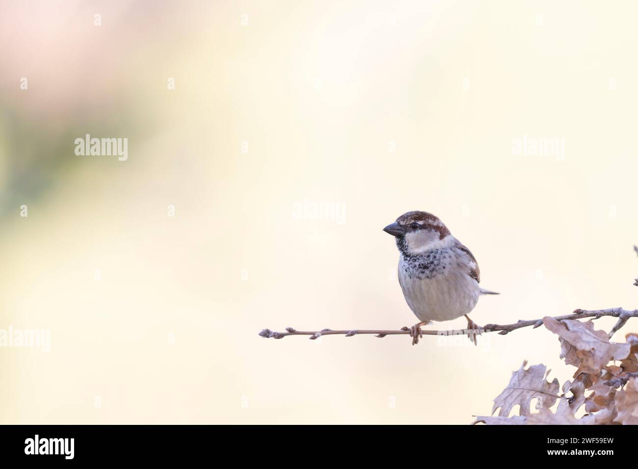 Il passero italiano (Passer italiae), noto anche come passero cisalpino, è un uccello passerino, tipico uccello dell'avifauna italiana Foto Stock