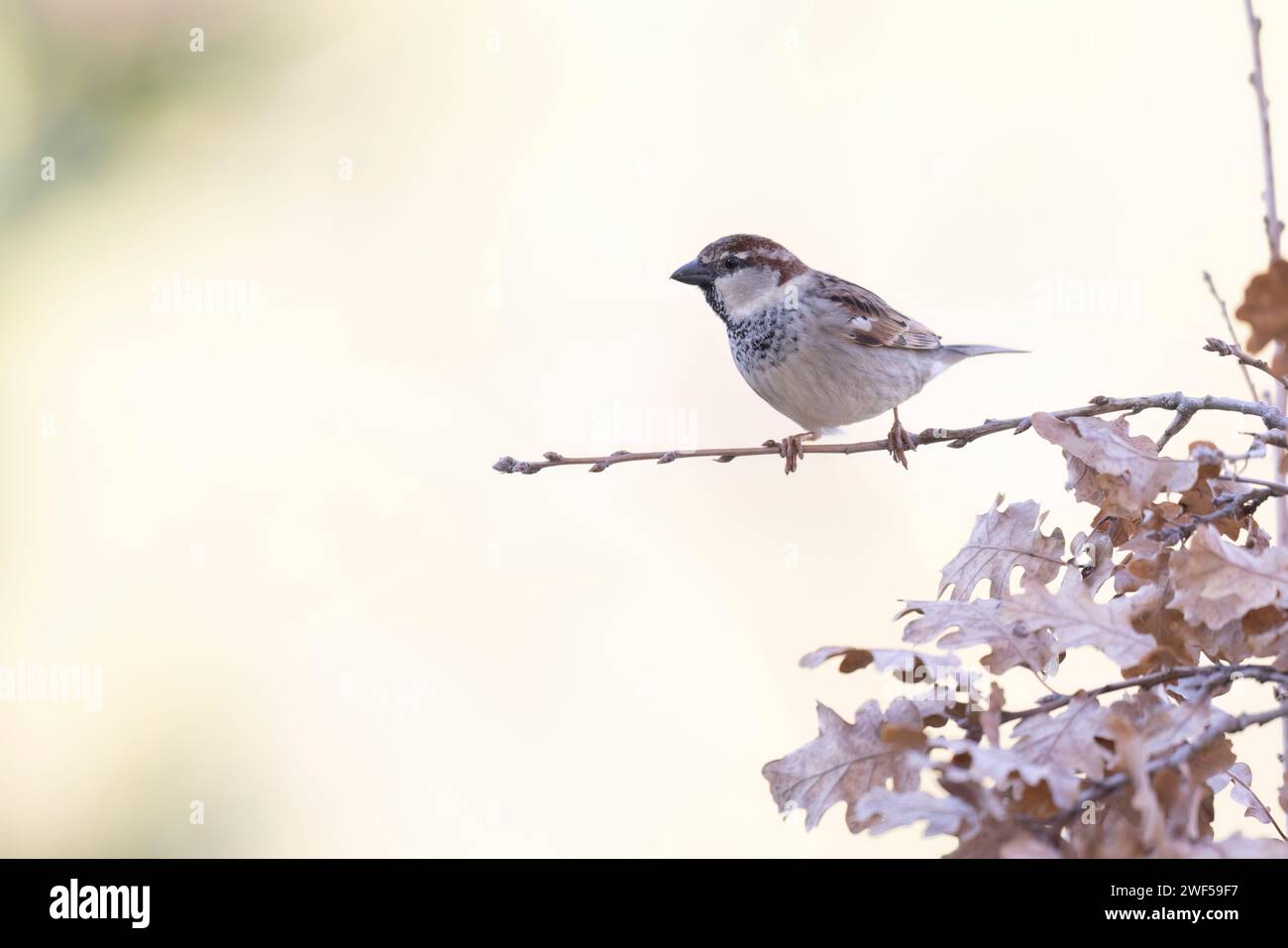 Il passero italiano (Passer italiae), noto anche come passero cisalpino, è un uccello passerino, tipico uccello dell'avifauna italiana Foto Stock