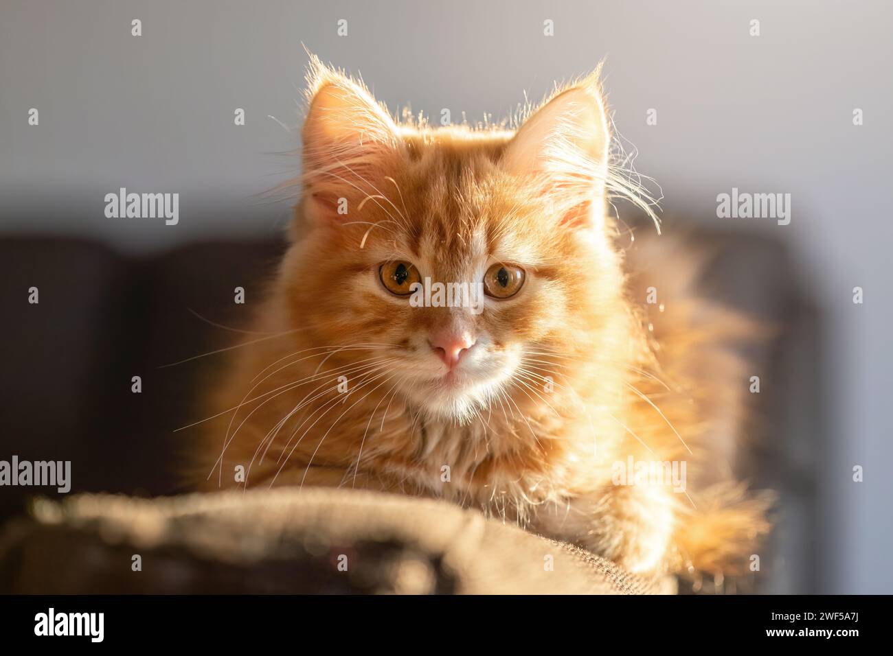 Un simpatico gattino della foresta siberiana con aria lunga di fronte a uno sfondo colorato di studio Foto Stock