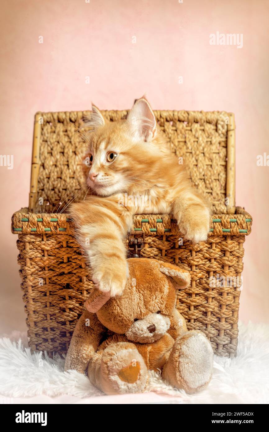 Un simpatico gattino della foresta siberiana con aria lunga di fronte a uno sfondo colorato di studio Foto Stock