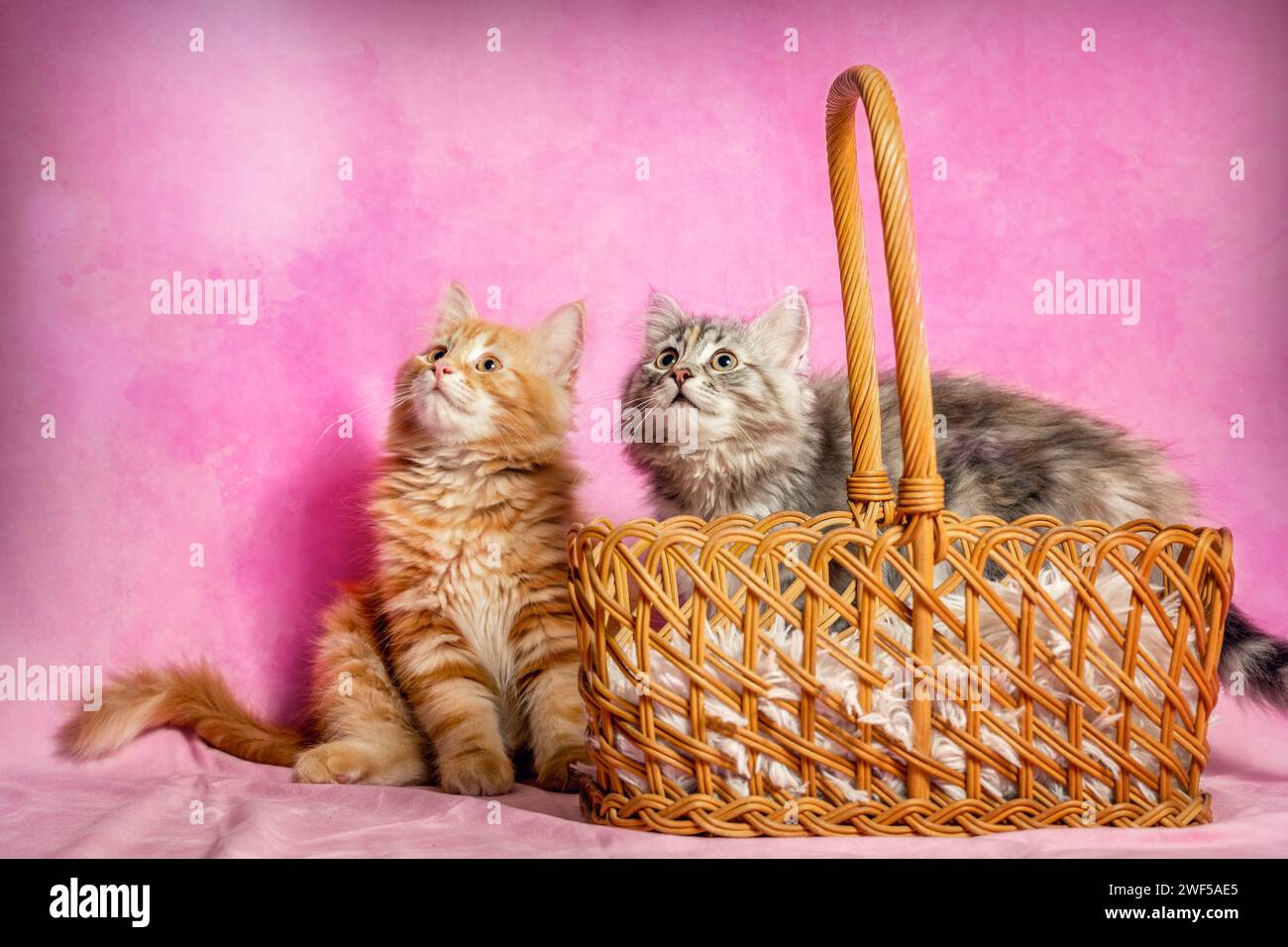 Un simpatico gattino della foresta siberiana con aria lunga di fronte a uno sfondo colorato di studio Foto Stock
