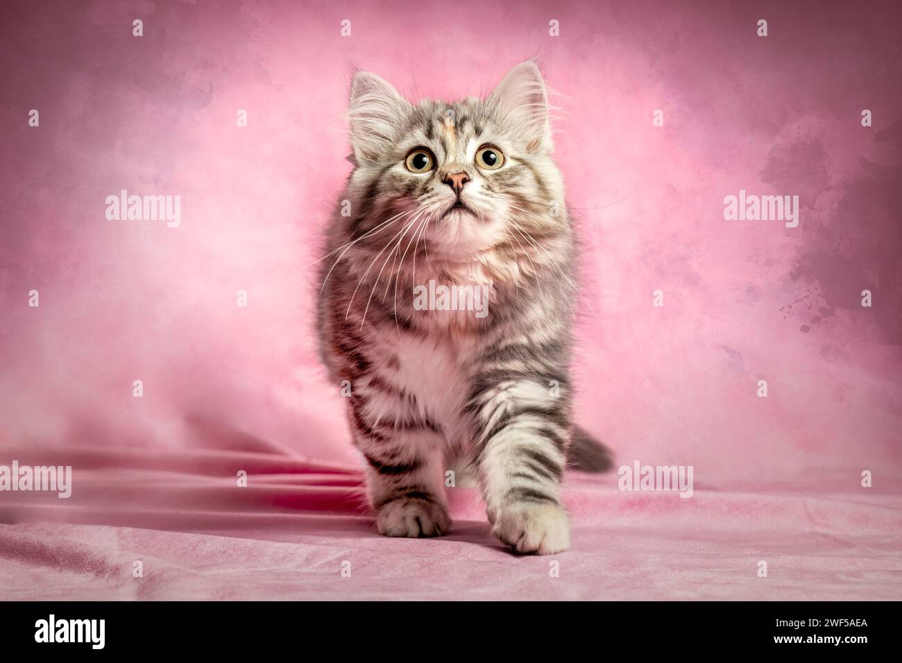 Un simpatico gattino della foresta siberiana con aria lunga di fronte a uno sfondo colorato di studio Foto Stock