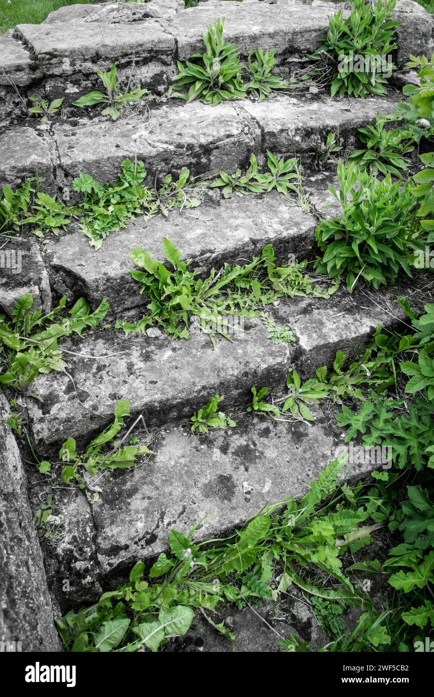 Una serie di vecchi gradini di pietra con erbacce che crescono attraverso le crepe. Fotografato vicino a Flass vale, County Durham, Inghilterra nord-orientale Foto Stock