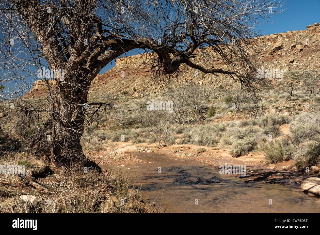 L'acqua scorre sotto il vecchio albero in Coal Pits Wash a Zion Foto Stock