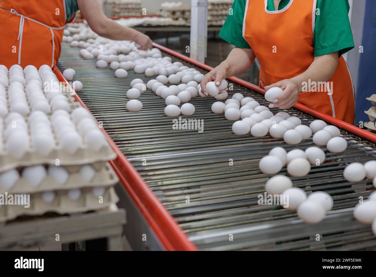 il lavoratore di un allevamento di pollame smista uova, produzione di uova Foto Stock