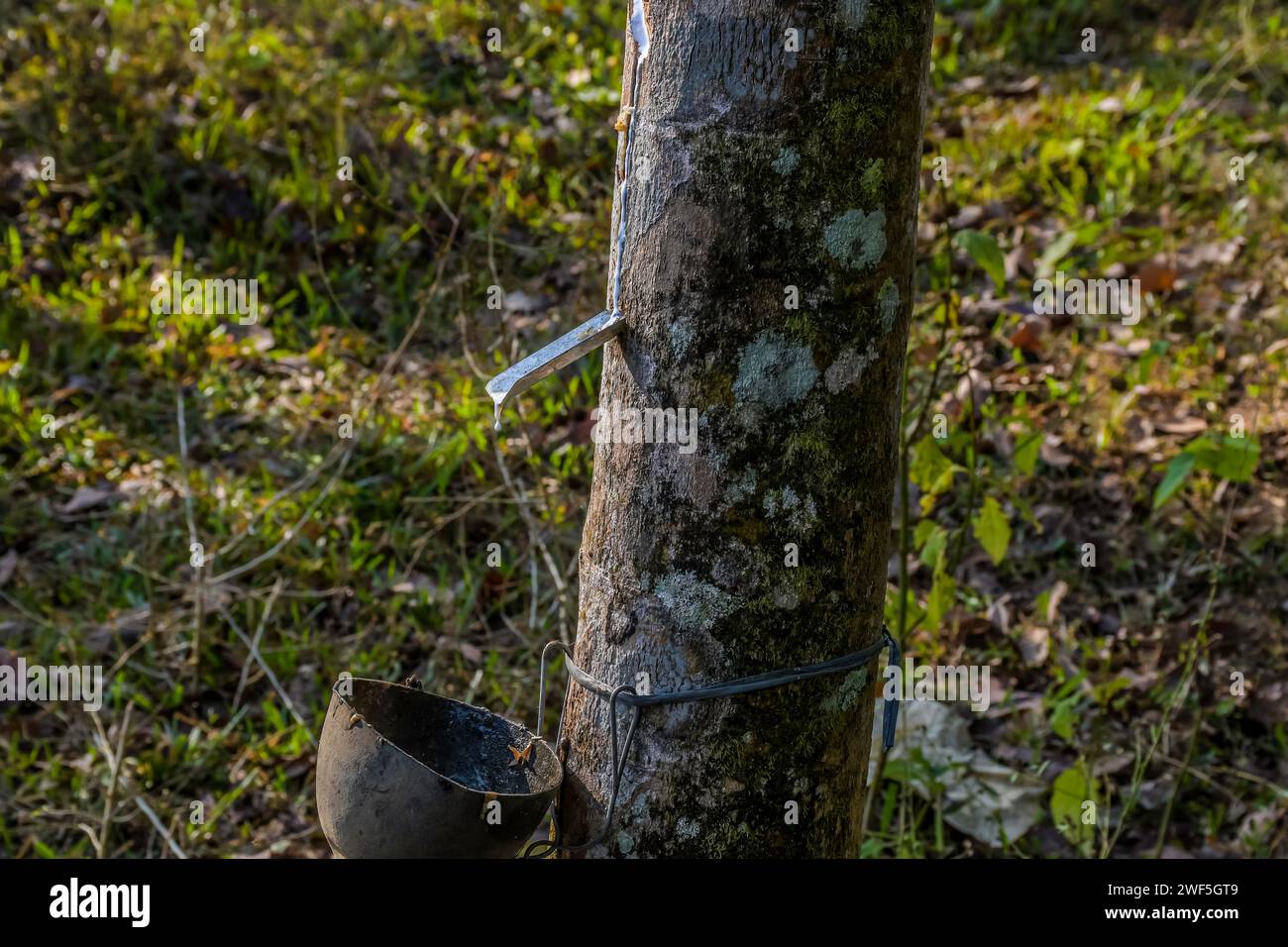 Lattice elastico di gomma estratto da albero di gomma Kerala India Foto Stock