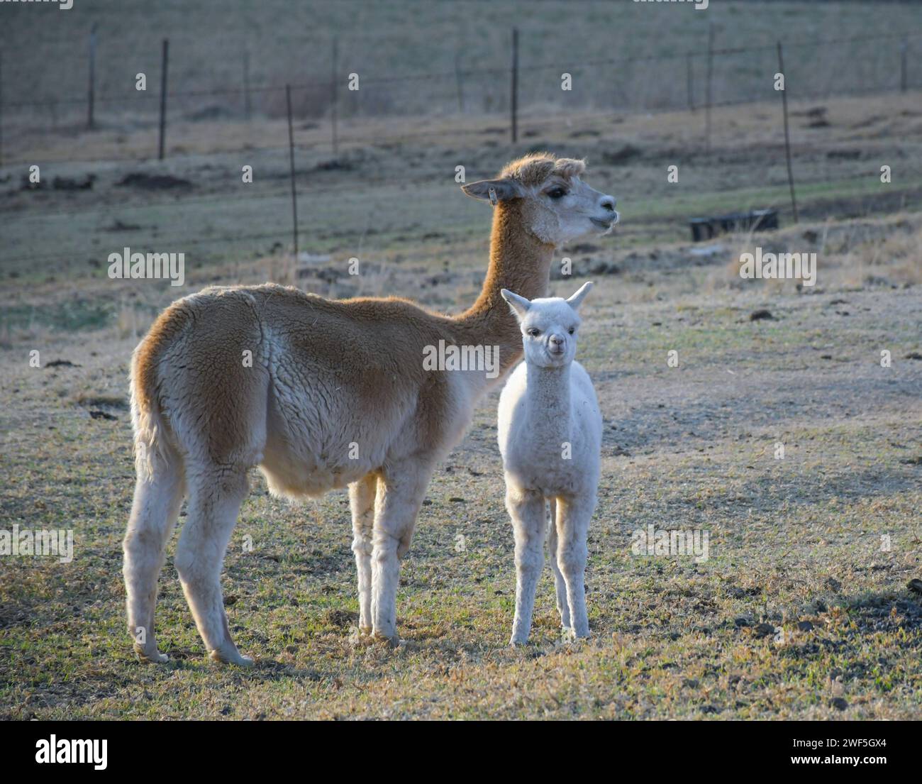 Alpaca animale da fattoria con lana in Sud Africa Foto Stock