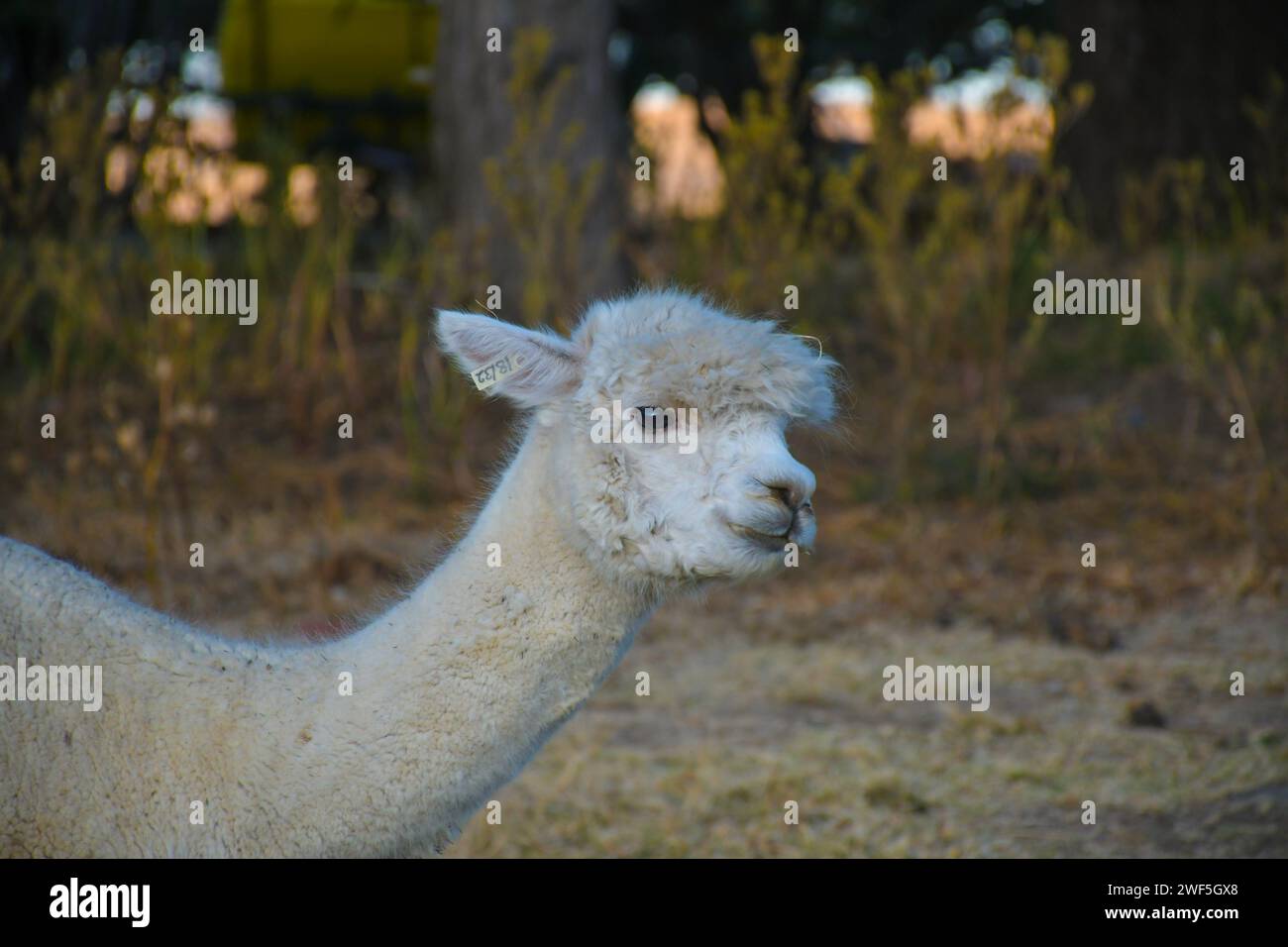 Alpaca animale da fattoria con lana in Sud Africa Foto Stock