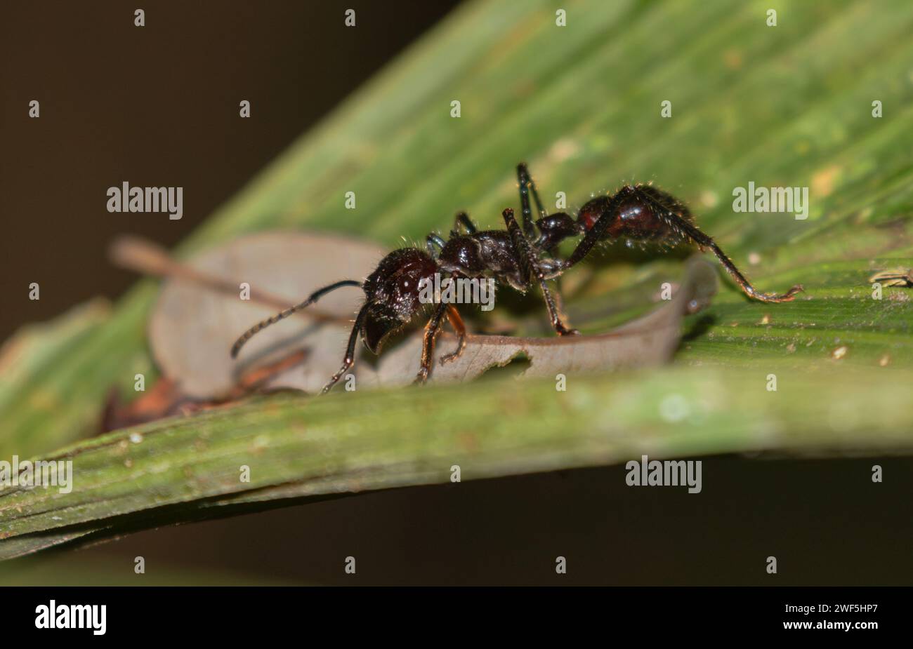 Bullet Ant (Paraponera clavata) on Leaf presso la stazione biologica la Selva, Costa Rica Foto Stock