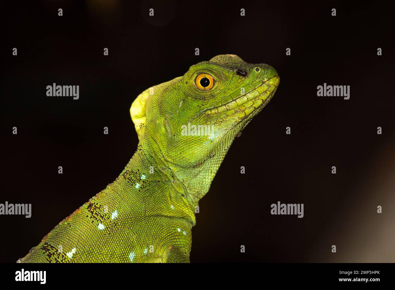 Basilisco di giovani piumati (Basiliscus plumifrons), ritratto. Cahuita National Park, Costa Rica Foto Stock