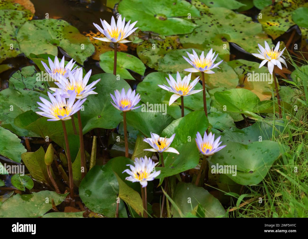 Dotleaf Waterlilies (Nymphaea ampla) a Laguna del Lagarto, Costa Rica Foto Stock