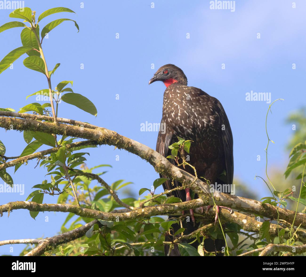 Guan crestato (Penelope purpurpurascens) nutrito di un albero presso la stazione biologica la Selva, Costa Rica Foto Stock