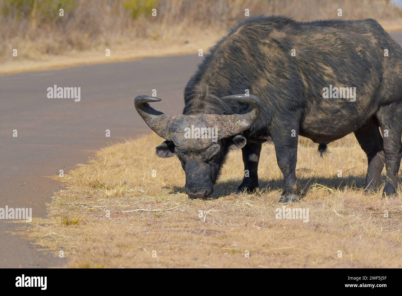 Ritratto africano di bufala con corna grandi nella riserva naturale di Rietvlei Foto Stock