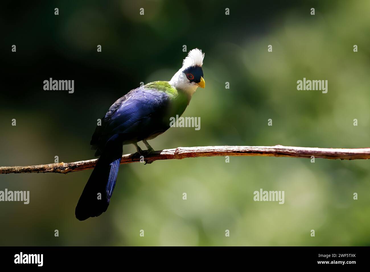 Uccello turaco con cresta bianca (Tauraco leucolophus) Foto Stock