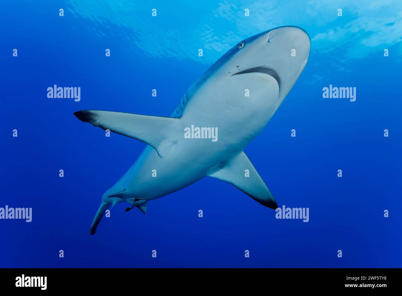 Un singolo squalo grigio della barriera corallina, Carcharhinus amblyrhynchos, scivola su una barriera corallina al largo dell'isola di Yap, Micronesia. Foto Stock