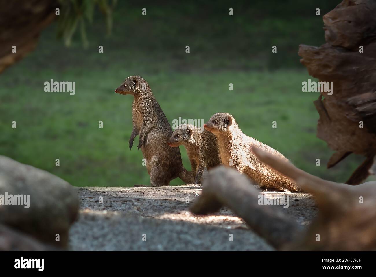 Gruppo banded Mongoose (Mungos mungo) Foto Stock