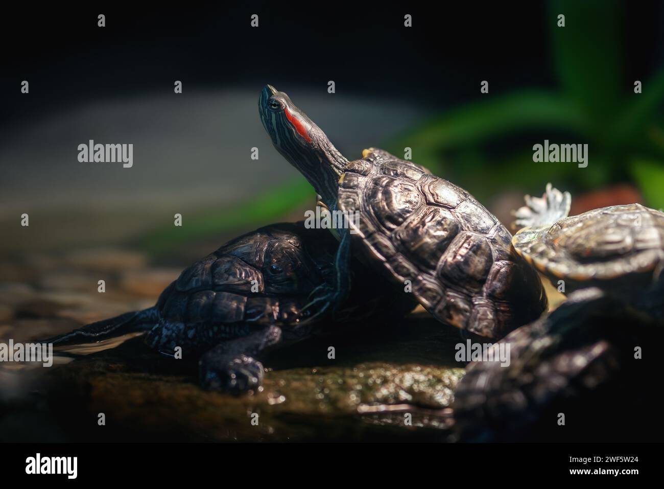 Tartaruga Slider dalle orecchie rosse (Trachemys scripta elegans) Foto Stock