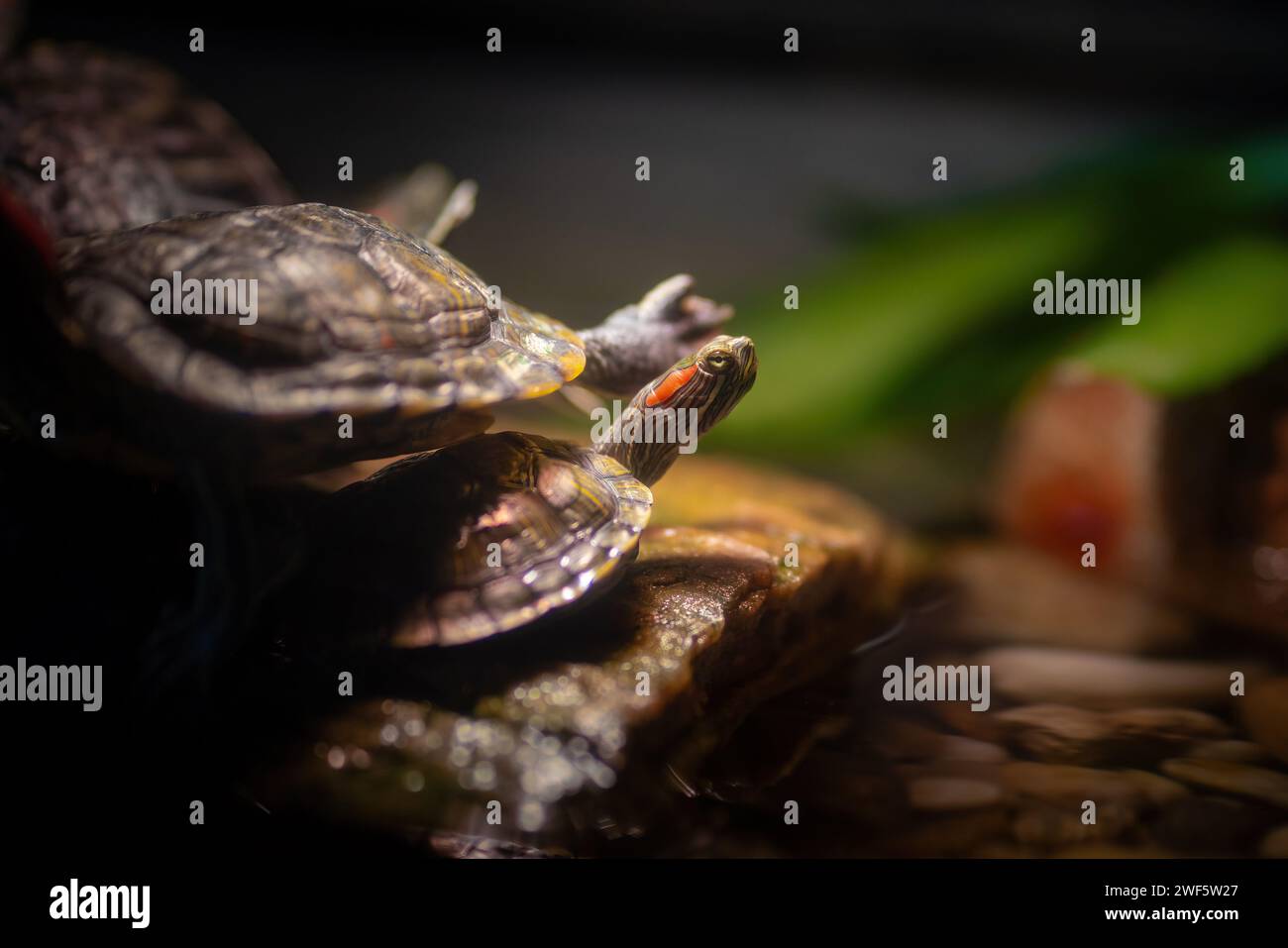 La tartaruga Slider dalle orecchie rosse (Trachemys scripta elegans) è al suo fianco Foto Stock