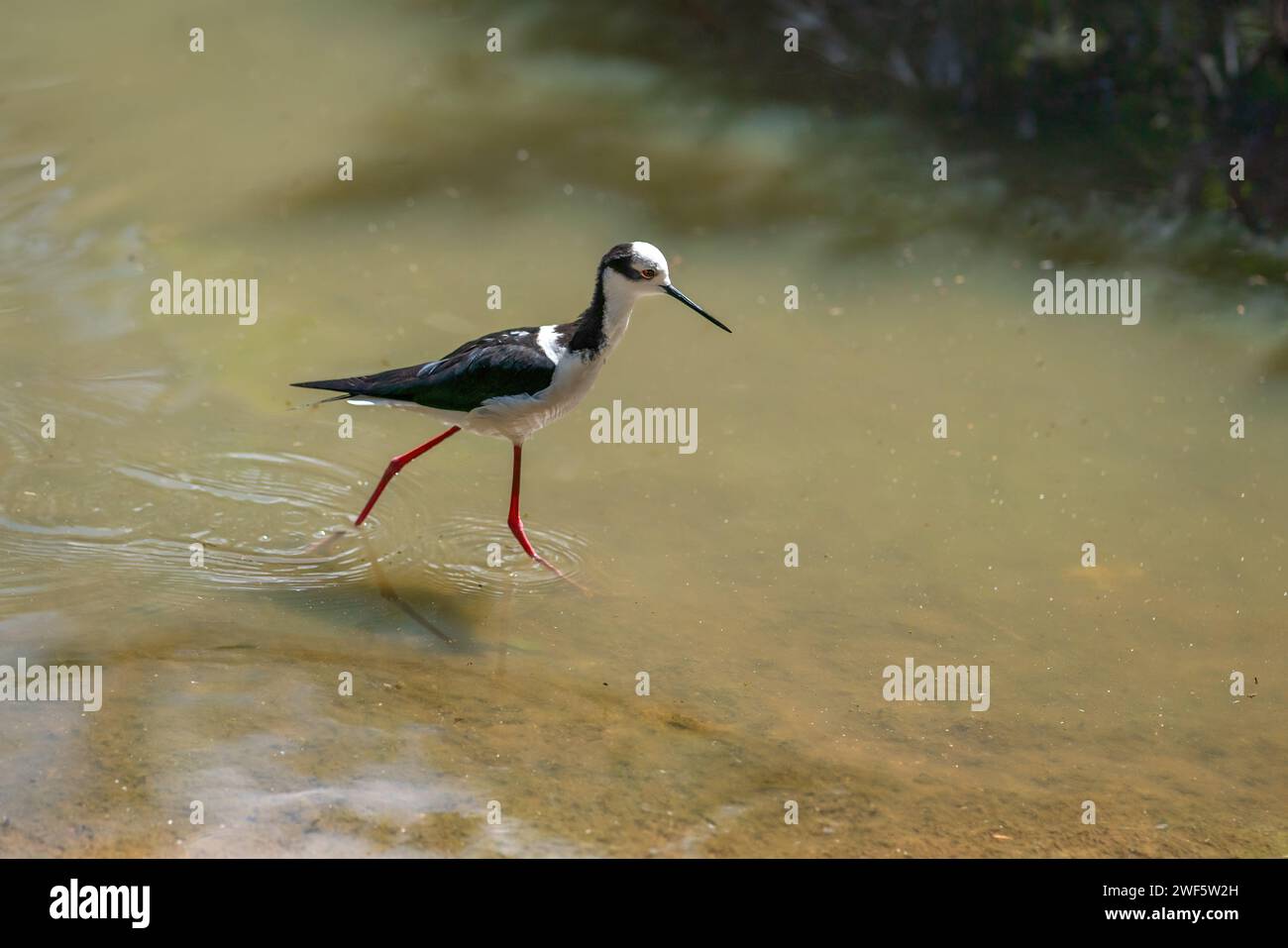 Uccello Stilt (Himantopus himantopus) con ali nere Foto Stock