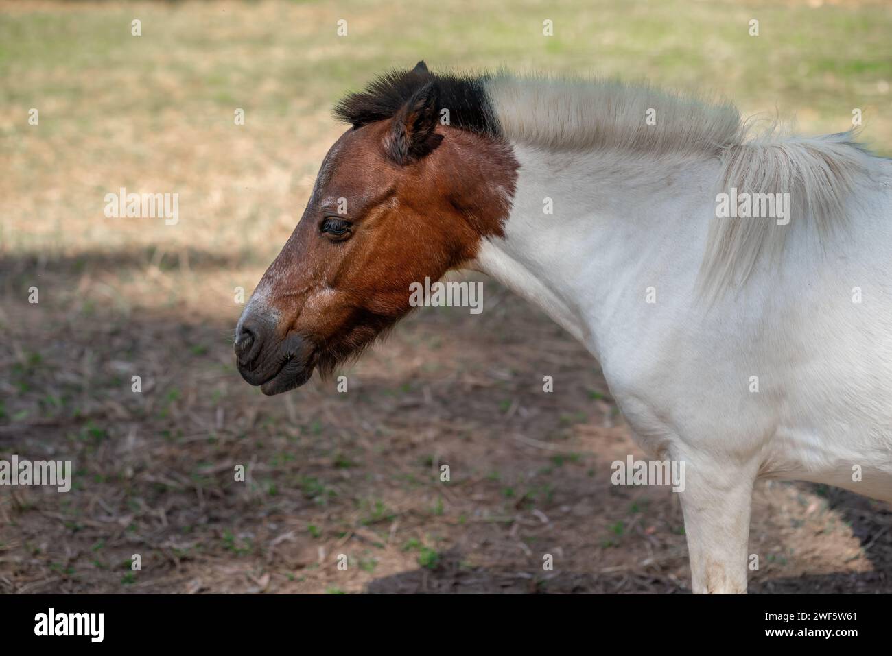 Cavalli in miniatura (Equus caballus ferus) Foto Stock