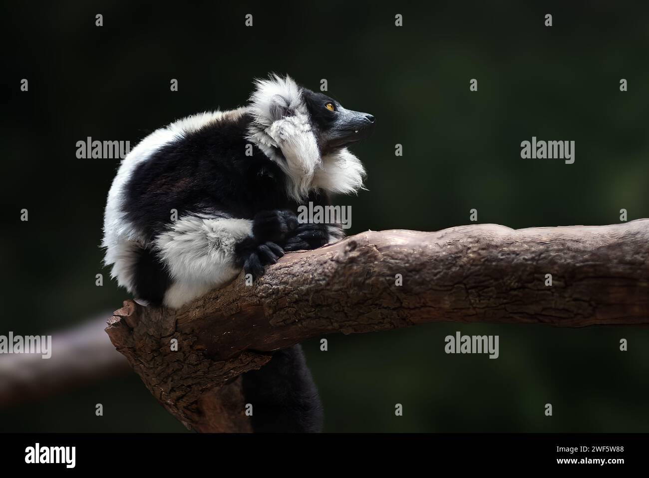 Lemuro arricciato bianco e nero (Varecia variegata) - Madagascar primate Foto Stock