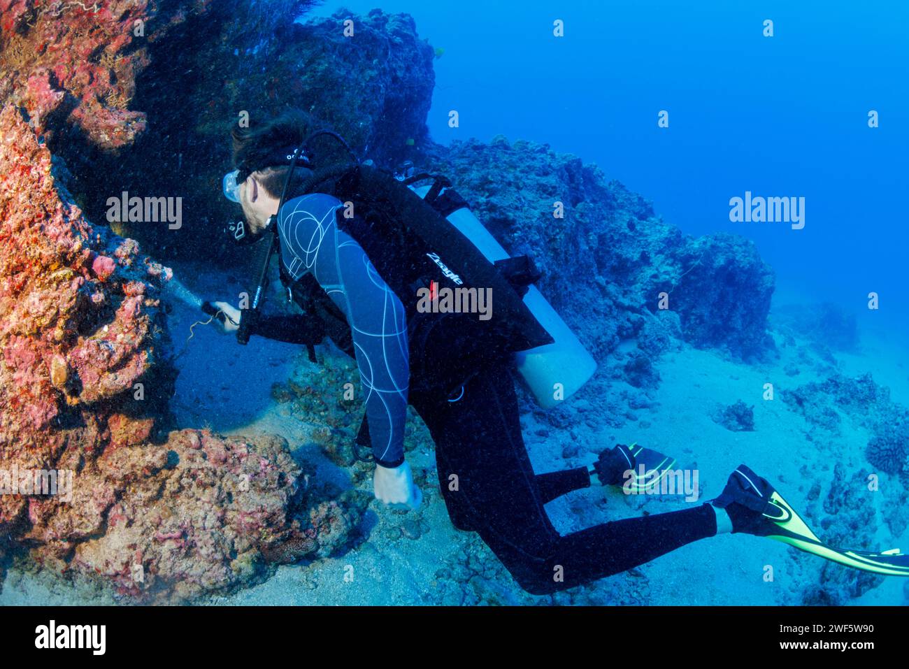 Tuffati (MR) illuminando un varco su una barriera corallina al largo dell'isola di Maui, Hawaii. Foto Stock