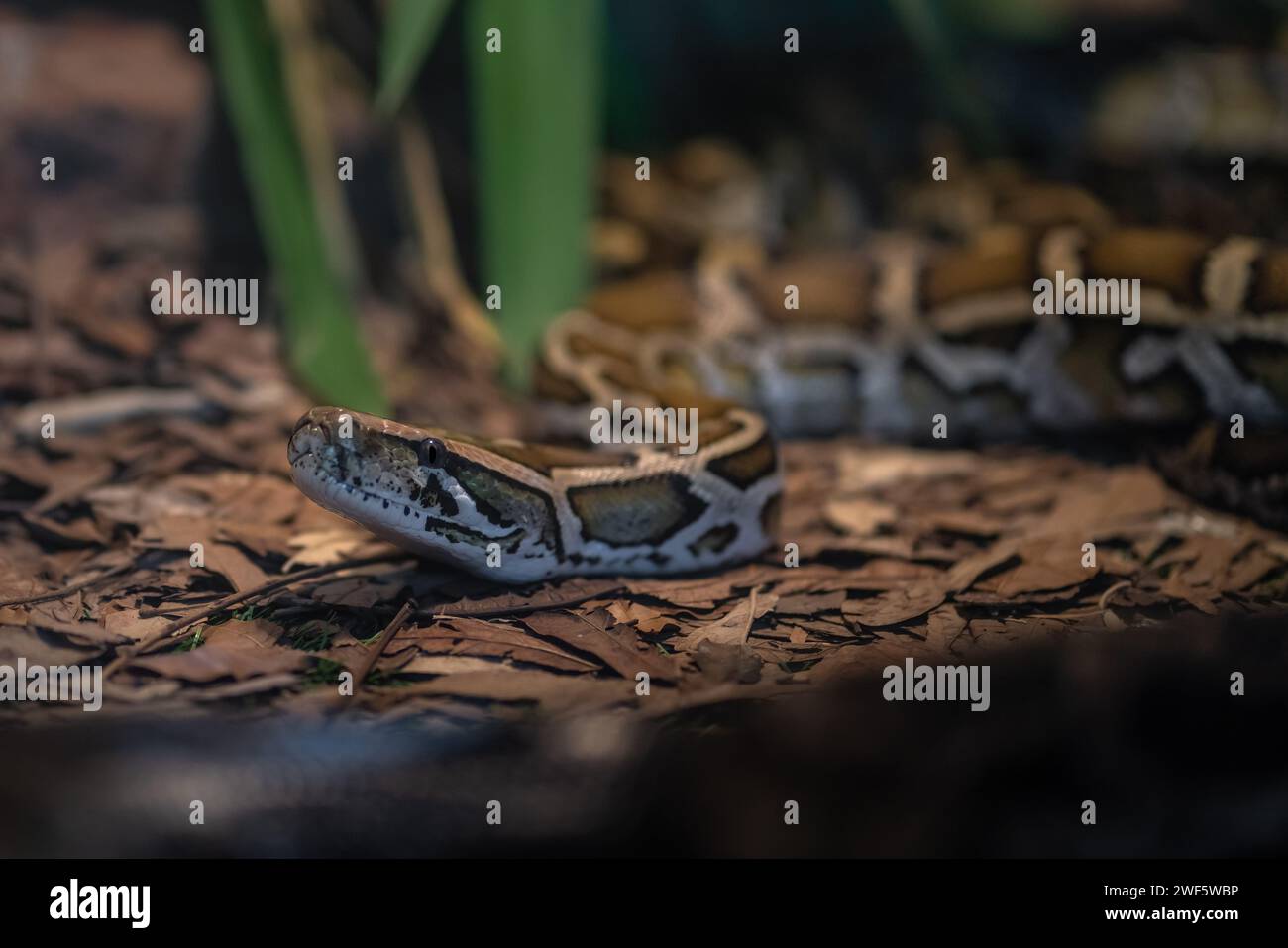 Serpente Python birmano (Python bivittatus) Foto Stock